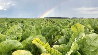 Un arrêté autorise les néonicotinoïdes en 2022 Un arrêté autorise les néonicotinoïdes en 2022
