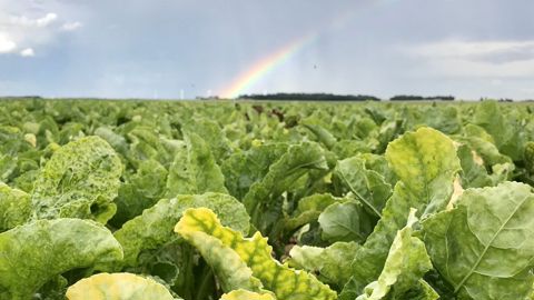 Un arrêté autorise les néonicotinoïdes en 2022 Un arrêté autorise les néonicotinoïdes en 2022
