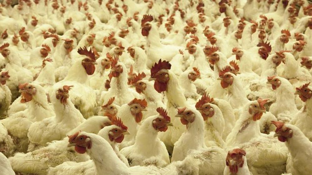 Les États-Unis en alerte après plusieurs cas de grippe aviaire