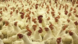 Les États-Unis en alerte après plusieurs cas de grippe aviaire Les États-Unis en alerte après plusieurs cas de grippe aviaire