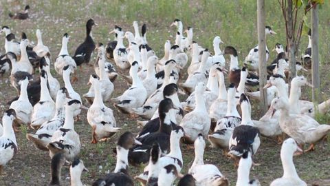 L’épizootie de grippe aviaire se stabilise L’épizootie de grippe aviaire se stabilise