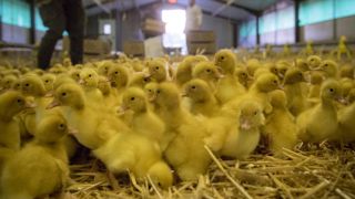 La reprise de la production se profile après la grippe aviaire La reprise de la production se profile après la grippe aviaire