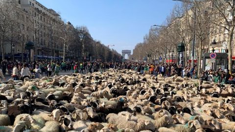 2 022 brebis font leur transhumance sur les Champs-Élysées