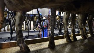 Un prix du lait européen à 420 €/1 000 litres en janvier Un prix du lait européen à 420 €/1 000 litres en janvier