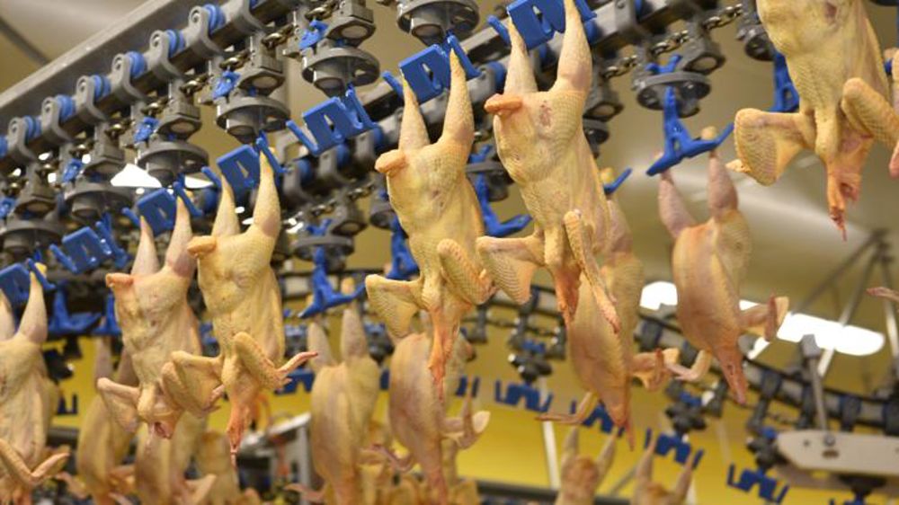 Le poulet tire toujours les abattages de volailles