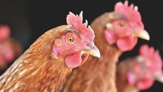 La Vendée adopte des mesures strictes contre la grippe aviaire La Vendée adopte des mesures strictes contre la grippe aviaire