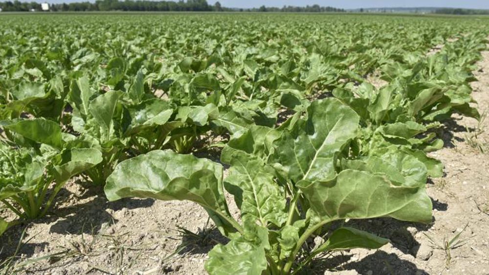 Saint Louis Sucre annonce un prix d’au moins 35,50 €/t pour 2022