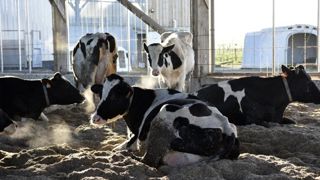 Le prix du lait standard était de 342 €/1 000 litres en 2021 Le prix du lait standard était de 342 €/1 000 litres en 2021