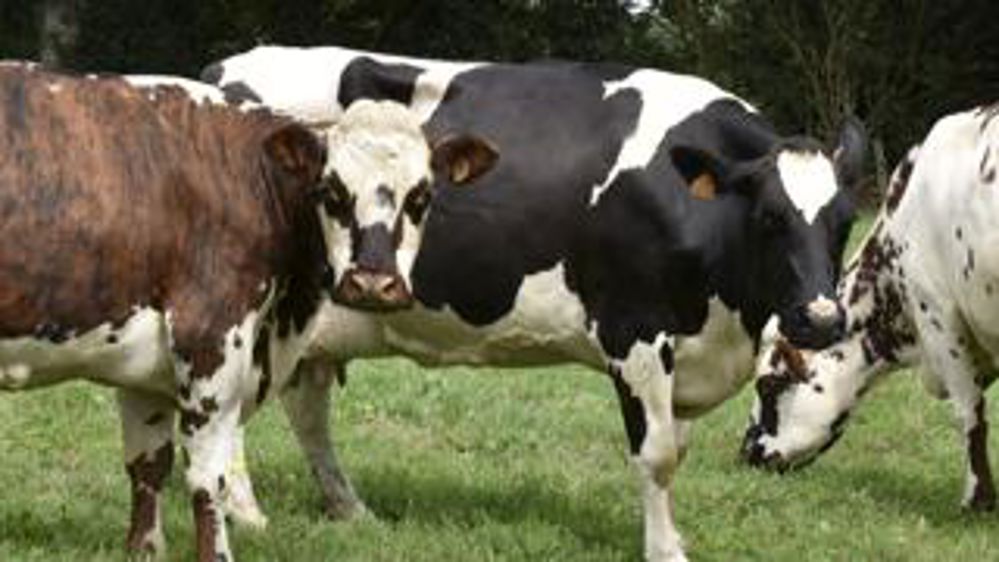 Entre mise à l’herbe et travaux des champs