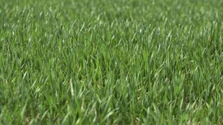 Un « beau début de printemps » pour les cultures en Europe Un « beau début de printemps » pour les cultures en Europe
