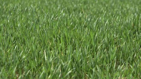 Un « beau début de printemps » pour les cultures en Europe Un « beau début de printemps » pour les cultures en Europe
