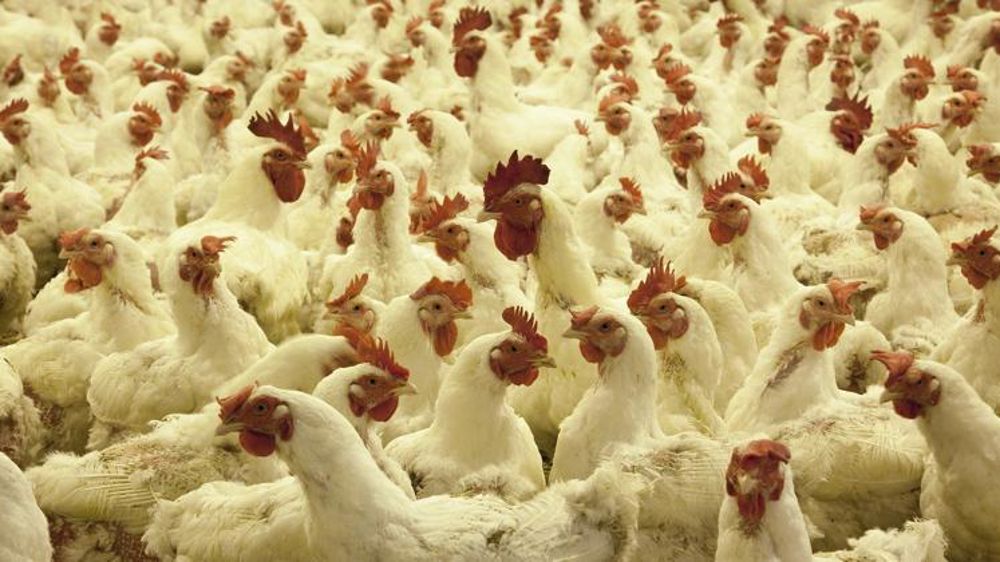 Plus de 950 foyers de grippe aviaire dans des élevages