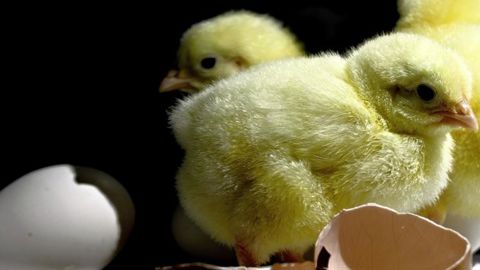 La fin du broyage des poussins mâles est actée La fin du broyage des poussins mâles est actée