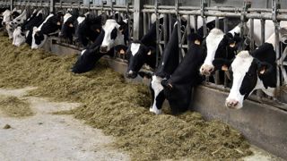 La production d’aliments pour bovins a décroché en janvier La production d’aliments pour bovins a décroché en janvier