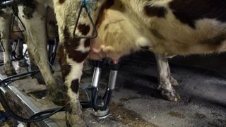 Le prix du lait européen à 426 €/1 000 litres en février Le prix du lait européen à 426 €/1 000 litres en février