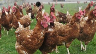 Les Européens veulent plus de bien-être animal Les Européens veulent plus de bien-être animal