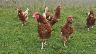 16 millions de volailles abattues à cause de la grippe aviaire 16 millions de volailles abattues à cause de la grippe aviaire