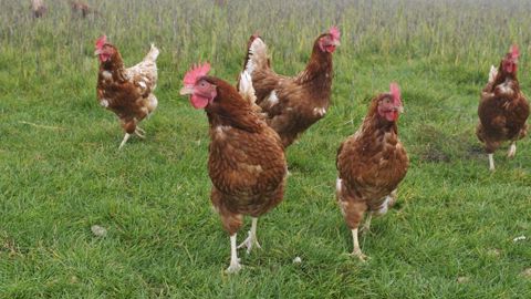 16 millions de volailles abattues à cause de la grippe aviaire