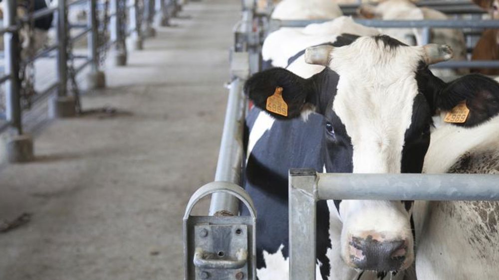 Toujours moins de gros bovins à l’abattoir