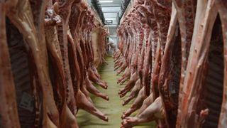 Les abattages de porcs se replient en mars Les abattages de porcs se replient en mars