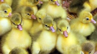 Les essais de vaccins contre la grippe aviaire sont lancés Les essais de vaccins contre la grippe aviaire sont lancés