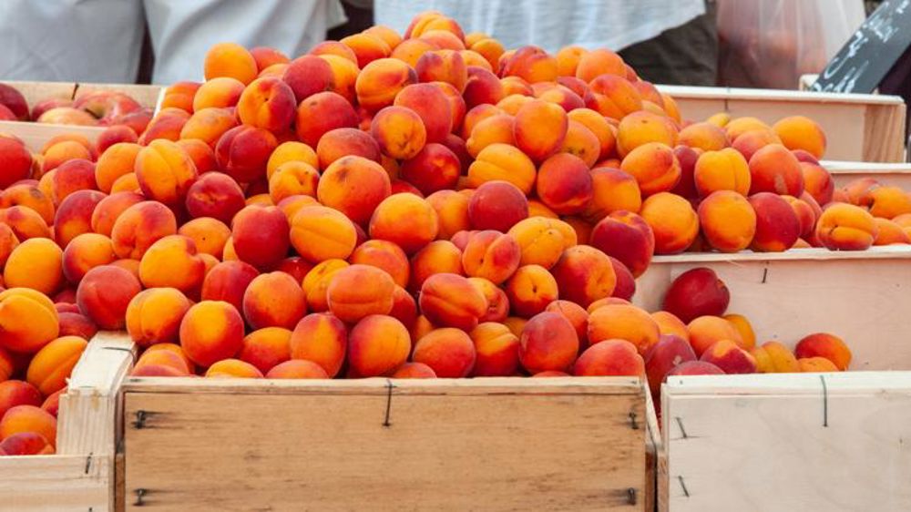 La production d’abricots retrouve son niveau moyen