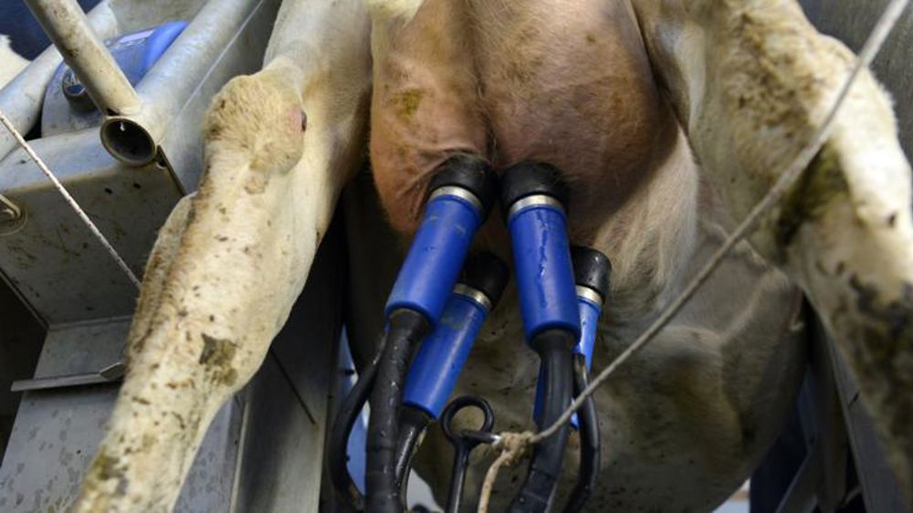 La collecte laitière toujours en repli