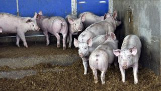 La FNP demande aux abatteurs de prendre en compte les surcoûts La FNP demande aux abatteurs de prendre en compte les surcoûts