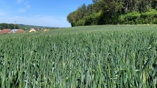 Les cultures d’hiver européennes souffrent du manque d’eau Les cultures d’hiver européennes souffrent du manque d’eau