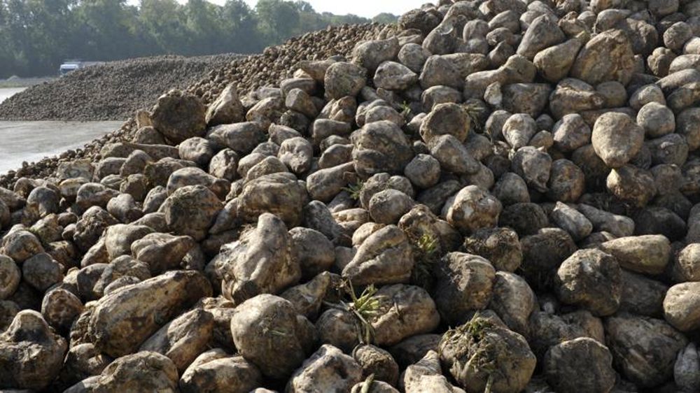 La production française de betteraves rebondit