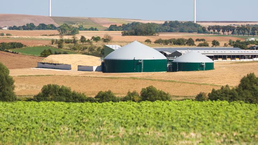 La culture des Cive est bonne pour les sols à certaines conditions