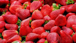 La start-up Agricool a trouvé un repreneur La start-up Agricool a trouvé un repreneur