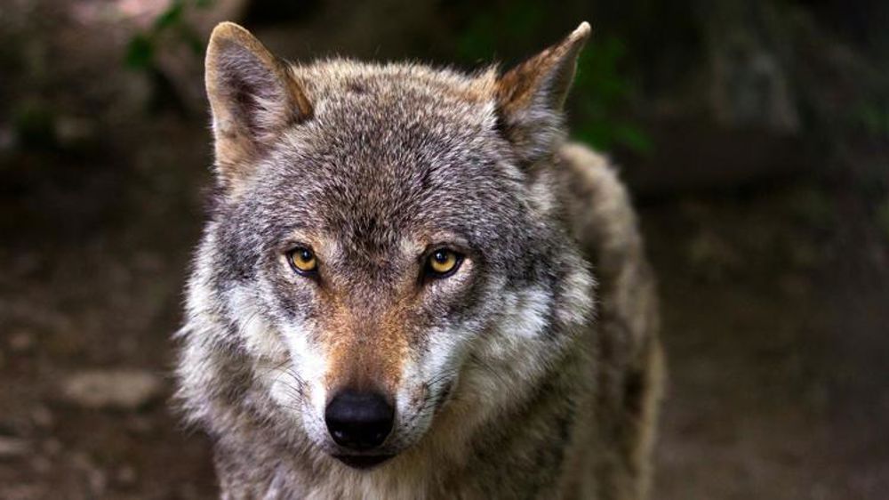 L’enquête sur les loups empoisonnés est classée sans suite