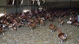 Les abattages de volailles chutent de nouveau en avril Les abattages de volailles chutent de nouveau en avril