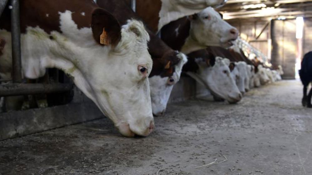 Jusqu’au 29 juin pour demander l’aide à l’alimentation animale