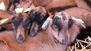 Le prix du chevreau « ne doit pas être une variable d’ajustement » Le prix du chevreau « ne doit pas être une variable d’ajustement »