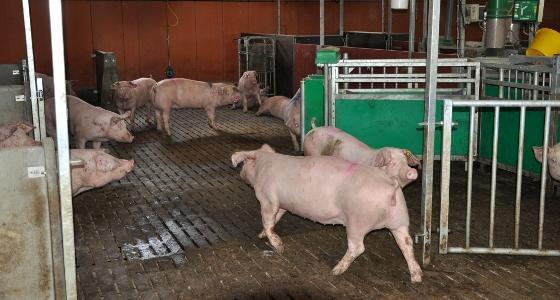 cochettes en groupe avec Dac