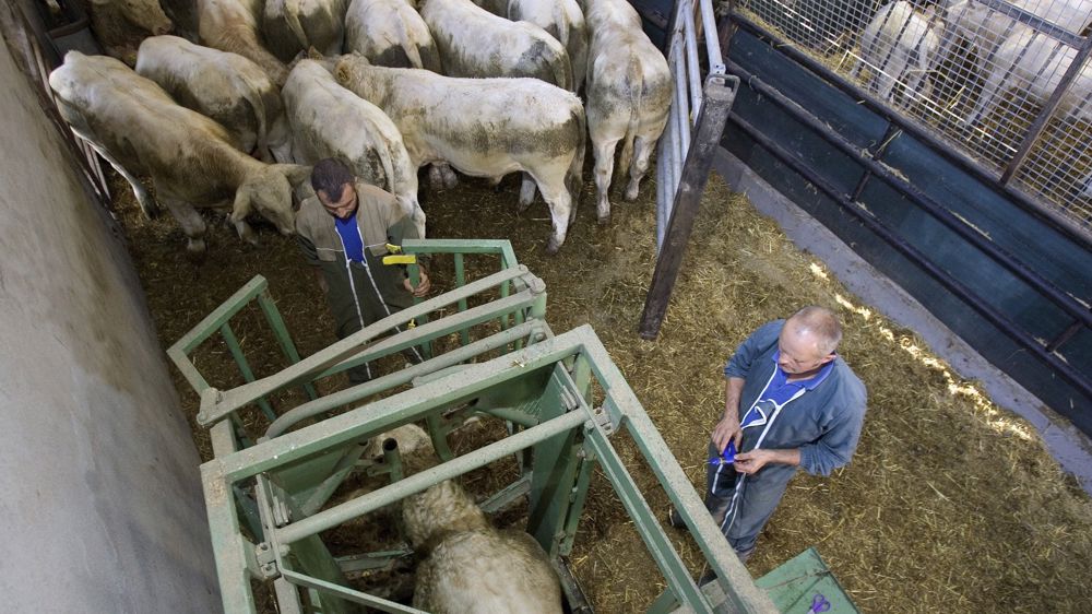 Cap sur l’indexation du postsevrage en race charolaise