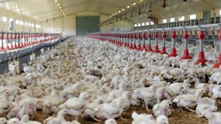 Une aide à l’alimentation animale pour les filières en intégration Une aide à l’alimentation animale pour les filières en intégration