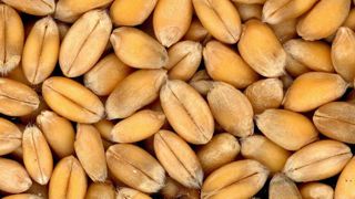 Exporter des céréales d’Ukraine sans la mer Noire prendrait 10 ans Exporter des céréales d’Ukraine sans la mer Noire prendrait 10 ans