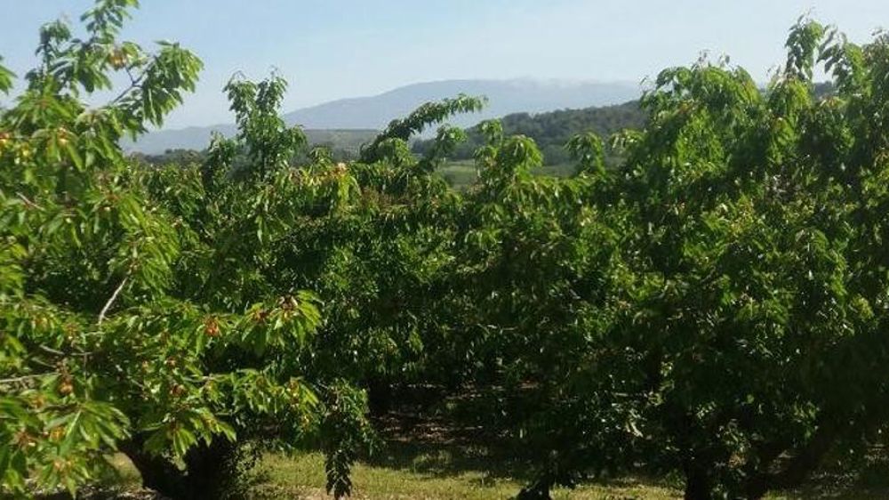 Un plan pour la cerise