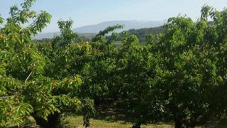 Un plan pour la cerise Un plan pour la cerise