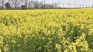 Le non-renouvellement de l’approbation du phosmet menace 300 000 ha de colza, selon la filière des oléoprotéagineux. Le non-renouvellement de l’approbation du phosmet menace 300 000 ha de colza, selon la filière des oléoprotéagineux.