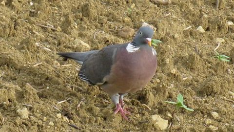 Les dégâts d’oiseaux sont « pires cette année que d’habitude » Les dégâts d’oiseaux sont « pires cette année que d’habitude »