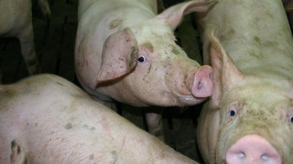 Les groupements s’engagent pour apporter davantage de porcs au MPB