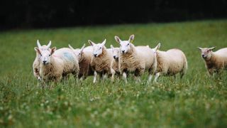 Une filière ovine irlandaise dynamique Une filière ovine irlandaise dynamique