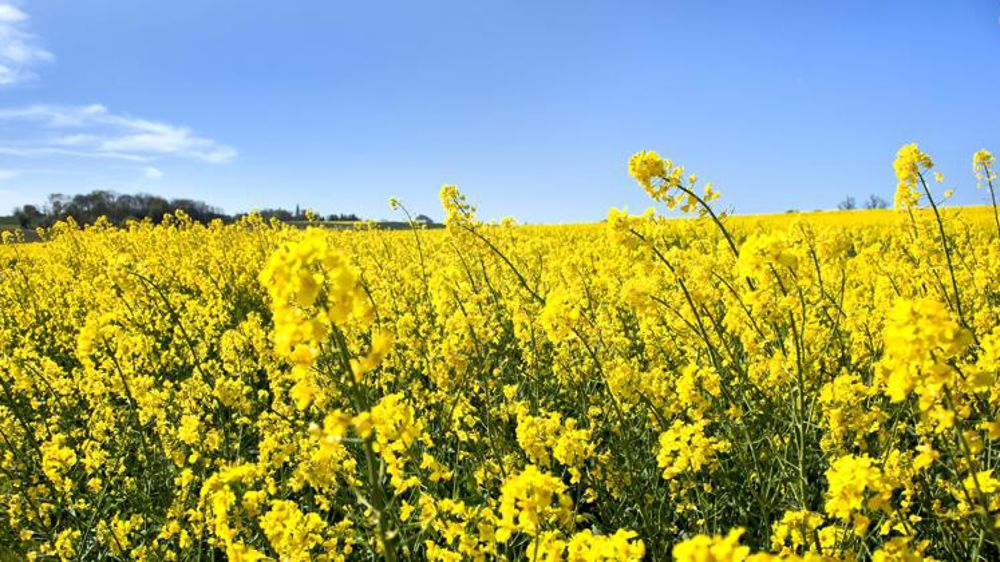 Se débarrasser de ravageurs grâce à des insecticides à ARN