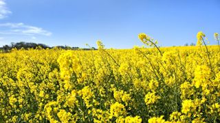 Se débarrasser de ravageurs grâce à des insecticides à ARN Se débarrasser de ravageurs grâce à des insecticides à ARN