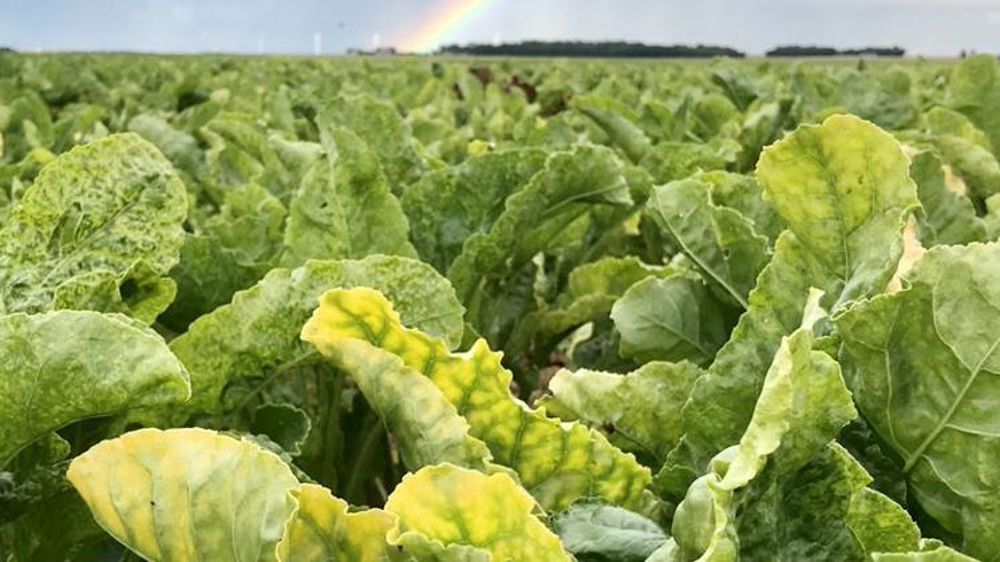 100 millions d’euros pour les betteraviers touchés par la jaunisse