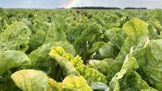 100 millions d’euros pour les betteraviers touchés par la jaunisse 100 millions d’euros pour les betteraviers touchés par la jaunisse